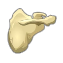 Venomous Brockhard Scapula