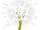 Bloem van de Duivelse Paardenbloem