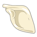 Count Harebourg's Scapula