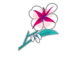Orquídea freyesca