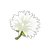 Teuflische Löwenzahnblüte