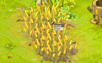 Wheat (plant).jpg