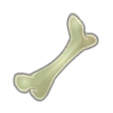 Sphincter Cell Femur