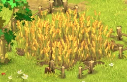 Wheat (plant)