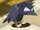 Crow (NPC)