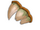 Dente de Dragoperu