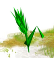 Barley