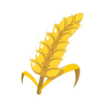 Wheat