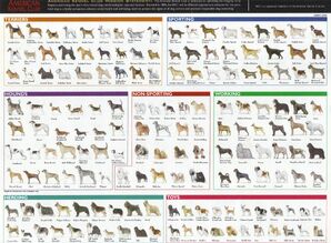 Dog Breeds