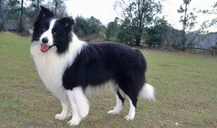 Collie - Wikipedia