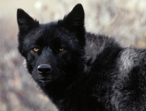 canadian black wolf