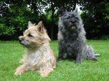 1024px-Cairn-Terrier-Garten1