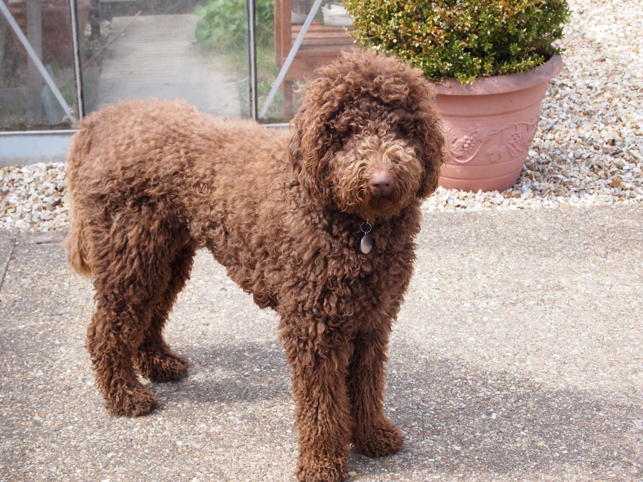 Скрещивание пуделя. Лабрадудль. Лабрадудель и пудель. Лабрадудль. Скрещивание пуделя.