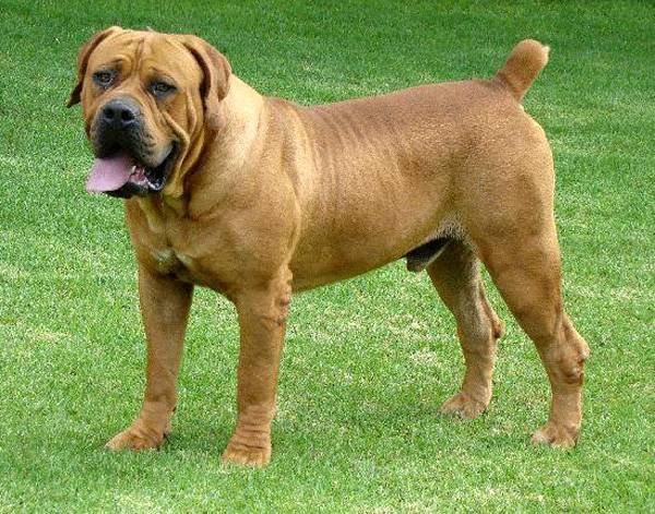 Бурбуль: фото собаки, описание и характер породы