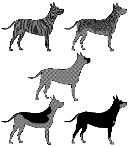 Окрасы собак породы джек-рассел-терьер: все варианты окрасов