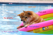 DOGE In Pool