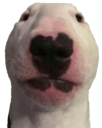 wallpapers Nelson The Bull Terrier Edits walter dogelore wiki fandom