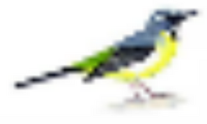 Oiseaux.png
