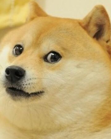 Doge Submit Occurring Dogelore Wiki Fandom