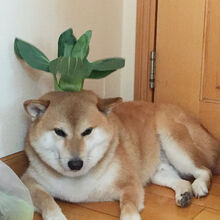 Bulbasuar.jpg