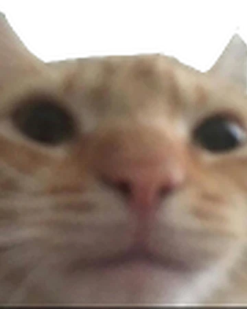 Swag Cat Dogelore Wiki Fandom swag cat dogelore wiki fandom