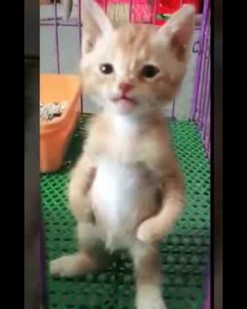 Michael | Dogelore Wiki | Fandom