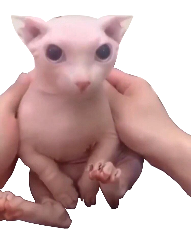 A hairless sphynx cat with a wide, blank stare, commonly known as bingus