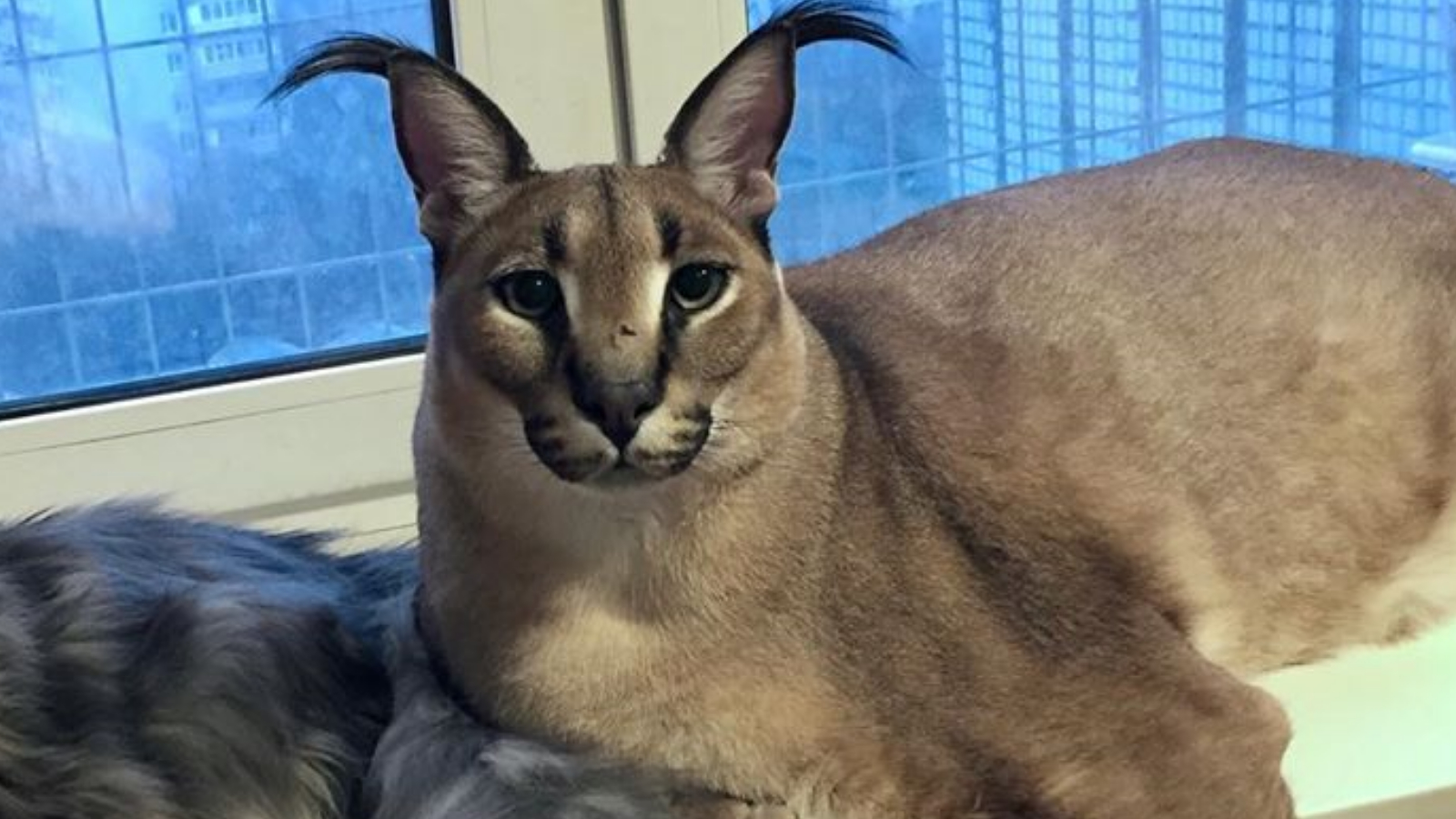 Big Floppa My Beloved Caracal Cat Meme Poster