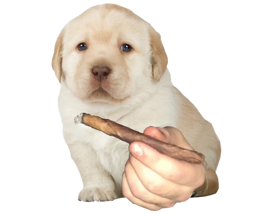 Perro.png