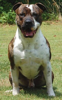 American Bulldog.jpg