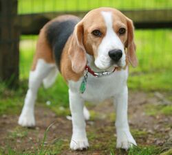 Beagle m-800x724.jpg