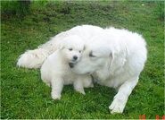 A Kuvasz and it's puppy.