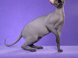 Sphynx