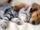 Kitten and puppy sleeping.jpg