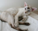 Fawn Tabby Point Siamese