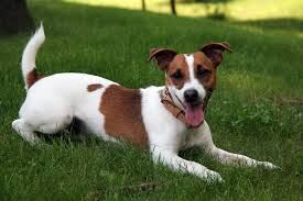 Jack russell terrier.jpg