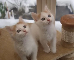 Pretty Turkish Van kittens