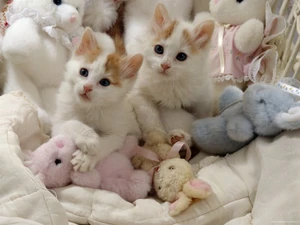 Little Turkish Van kitties
