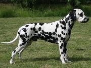 Dalmatian