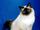 Birman-cat-facts-2.jpg