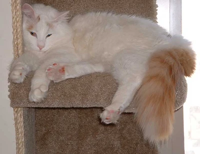Cute Turkish Van