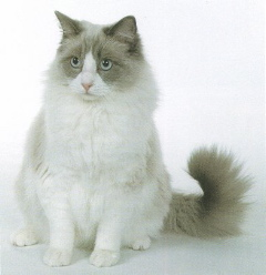 Ragdoll, Dogs and Cats Wiki