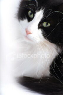 Tuxedo | Dogs and Cats Wiki | Fandom
