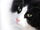 Istockphoto 4634571-black-and-white-cat.jpg