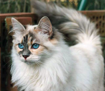 Siberian | Cats Wiki | Fandom