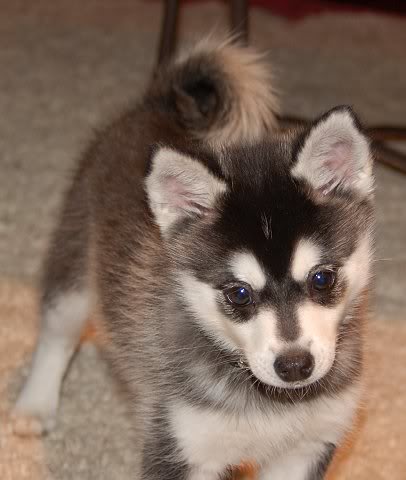 Alaskan Klee Kai