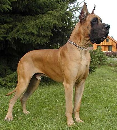 mantle european great dane