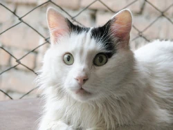 Tortie and Black Turkish Van