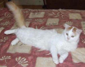 A Turkish Van realaxing