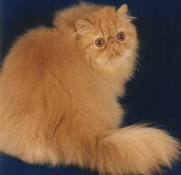 Ginger Persian cat